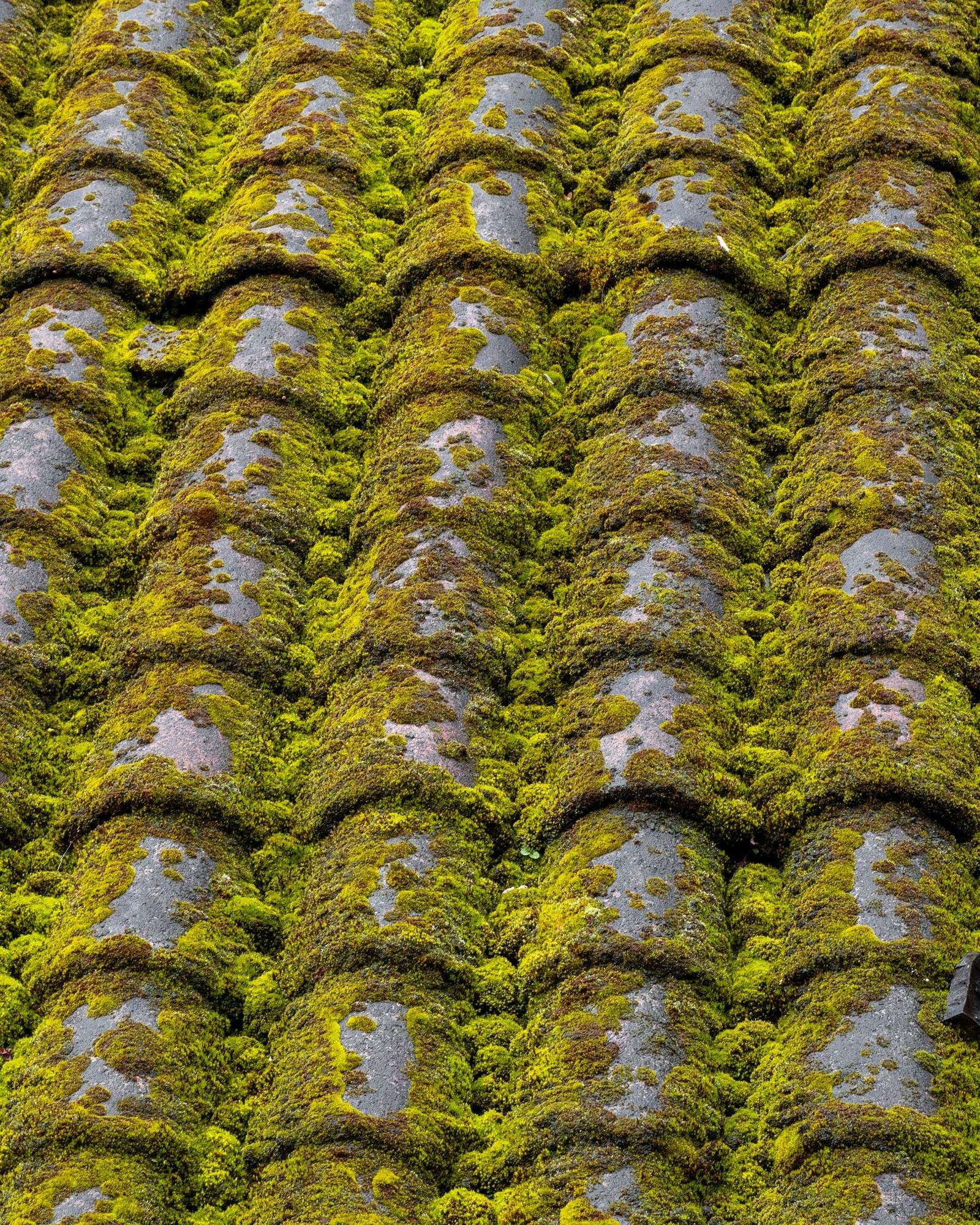 Toiture couverte de mousses et de lichens