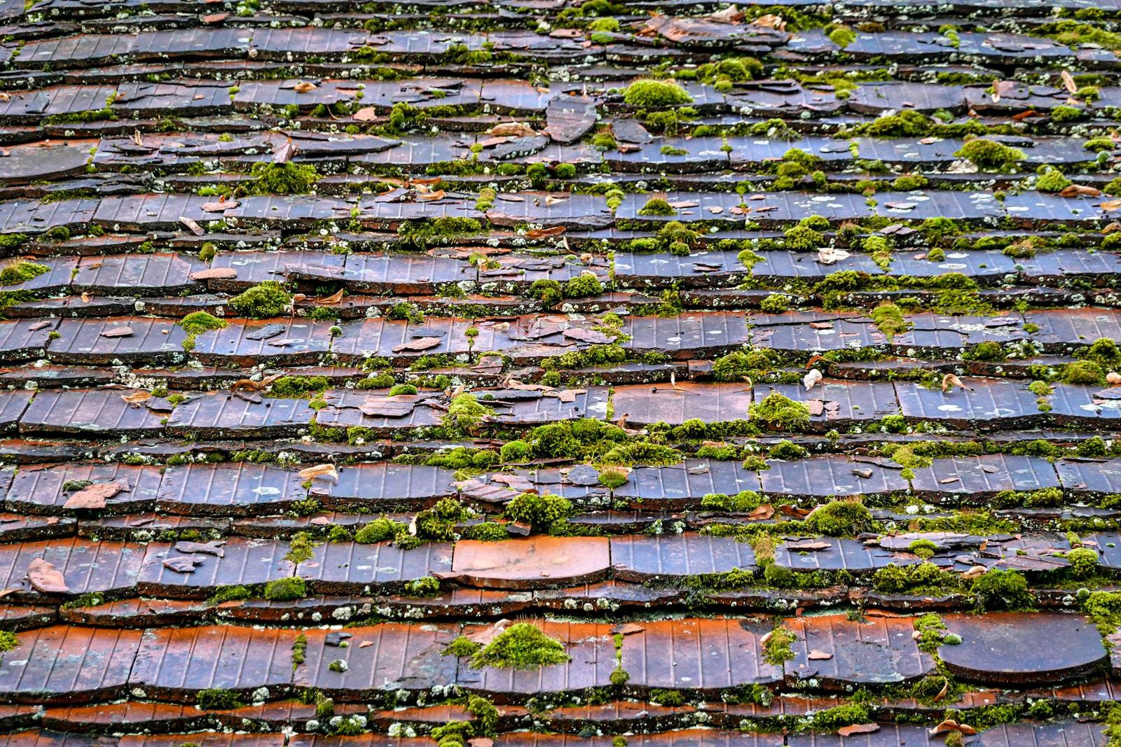 Tuiles envahies de mousse et de lichens, vue rapprochée